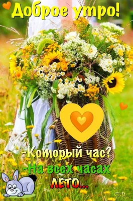 ЛЕТНЕЕ 🧡🌻🍃🧡🌿🌻🧡 УТРО ДОБРОЕ! | Милые открытки, Красные маки, Доброе  утро