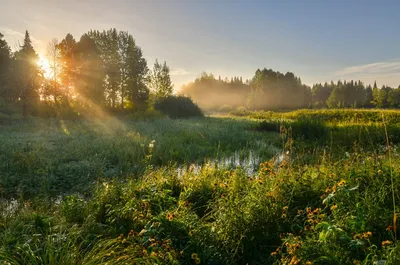 Летнее 🍃🌼🌞🌼🌿 Утро доброе! | Доброе утро, Открытки, Утренние цитаты