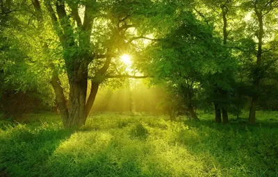 Впечатляющие фотографии Солнечного леса в 4K качестве | Солнечный лес Фото  №1343497 скачать