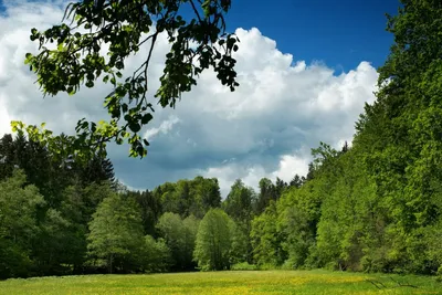 Зеленый лес летом с солнечными лучами, разбивающимися о деревья | Премиум  Фото