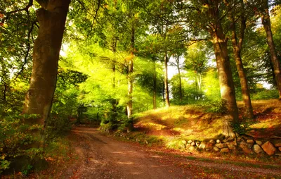 Лес, красота летнего леса, ярко …» — создано в Шедевруме