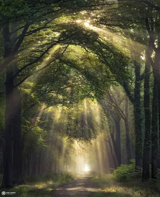 Фотография летнего леса, утро, 15 мм…» — создано в Шедевруме