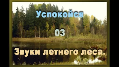 Более 20 человек искали в лесу под Добрушем семью с ребенком - ,  Sputnik Беларусь