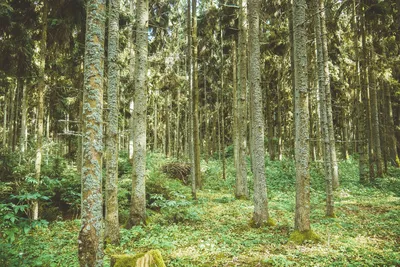 Купить Тихий пейзаж летнего леса у реки за 776 руб.