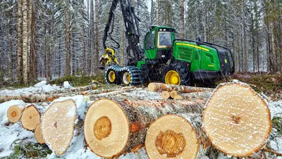 Отличия зимнего леса от летнего при выборе древесины для сруба