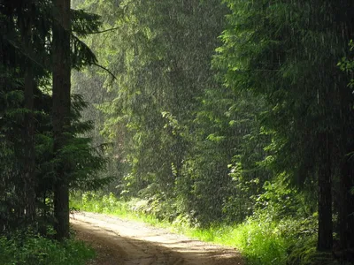 Обои летний лес, 5k, 4k, зелень, деревья, листья, трава, summer forest, 5k,  4k wallpaper, green, trees, leaves, grass, Природа #582