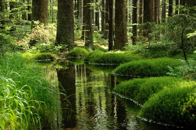 Обои лес, дерево, природа, зеленый, лесистая местность - картинка на  рабочий стол и фото бесплатно