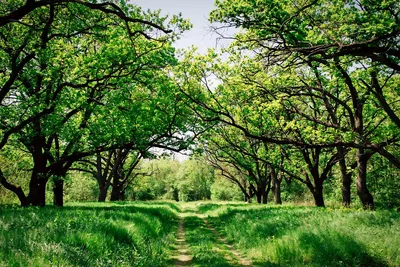Красота летнего леса | Главные новости Ульяновска
