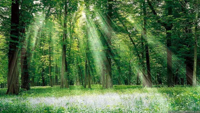 Старый лес летом - Борисов А.А. Подробное описание экспоната, аудиогид,  интересные факты. Официальный сайт Artefact