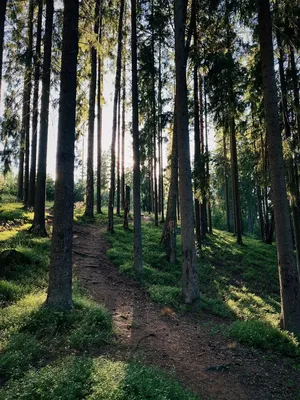 Красивый летний лес с разными деревьями | Премиум Фото