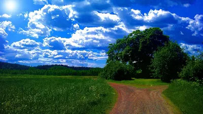 поле с цветущими подсолнухами. яркая красивая летняя природа ландшафта  Стоковое Изображение - изображение насчитывающей яркое, завод: 283758903