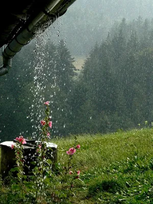 Летний дождь | I love rain, Rainbow rain, Umbrella art