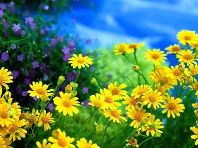Букет летних полевых цветов - 77 фото
