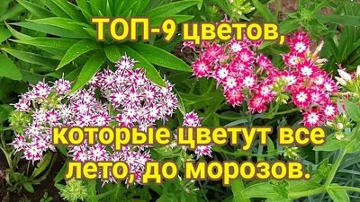 Мастер-класс для детей по рисованию «Букет из летних полевых цветов» в  технике «пальцевая живопись» (20 фото). Воспитателям детских садов,  школьным учителям и педагогам - Маам.ру