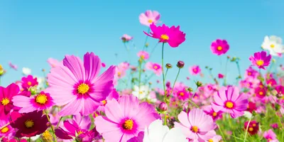 Букет летних цветов: картинки ярких летних букетов с описаниями. Как  собрать красивый полевой букет