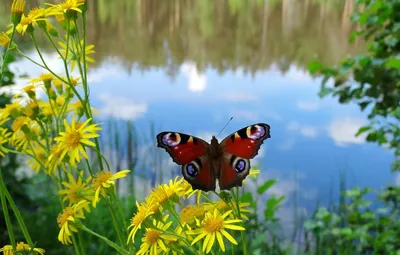 Лето, бабочки, цветы!* | Бабочки, Цветы, Животные