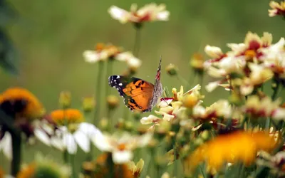 Фото Бабочки Лето Природа Ромашки траве сезон года 3840x2400
