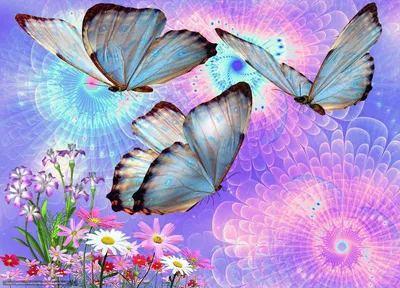 Лето бабочки - 69 фото