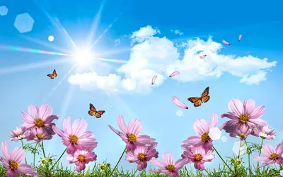 Бабочка Цветок Природа - Бесплатное фото на Pixabay - Pixabay