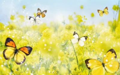 Фото: Лето,бабочки,цветы.... Фотолюбитель Галина Х.. Природа. Фотосайт  Расфокус.ру