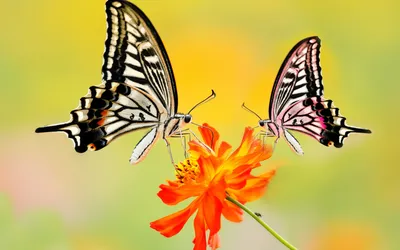 Постер Летние бабочки купить на стену в  недорого из каталога  интернет-магазина плакатов и панно