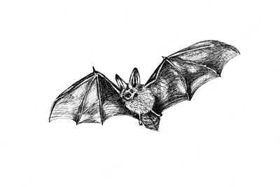 How to draw a bat step by step. Halloween drawing - YouTube