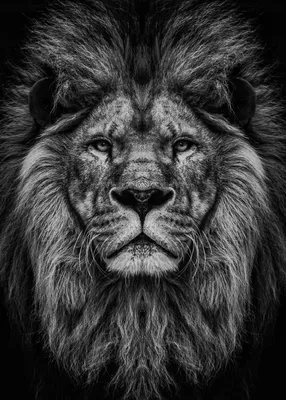 Рисунок льва черно белый - 51 фото
