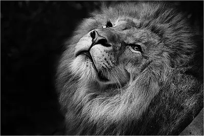 Векторный черно-белые татуировки Король Лев Иллюстрация: стоковая векторная  графика (без лицензионных платежей), 448917898 | Shutterstock | Lion tattoo  design, Lion illustration, Lion tattoo