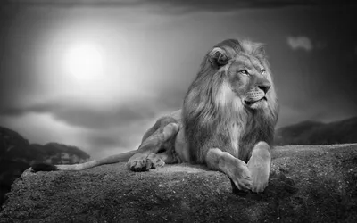 Голова Льва черно белая - красивые фото