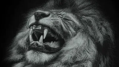 Лев черно белый рисунок - 70 фото