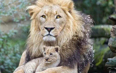 Онлайн пазл «Лев и львёнок»