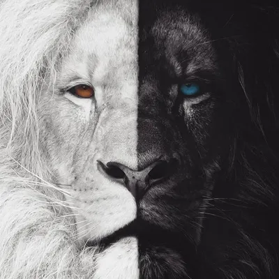 Лев черно белый - красивые фото