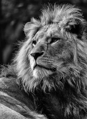 Портрет реветь лев и львицы черно-белое изображение Стоковое Изображение -  изображение насчитывающей охотник, мясоед: 173770341