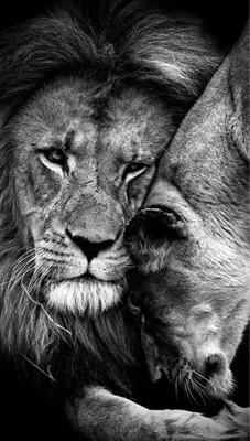 Фотообои "Лев и львица на камнях" - Арт. 180341 | Купить в  интернет-магазине Уютная стена