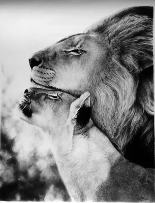 Фотообои Гордый лев и львица на стену. Купить фотообои Гордый лев и львица  в интернет-магазине WallArt