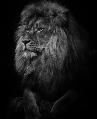 Лев черно белый - 80 фото
