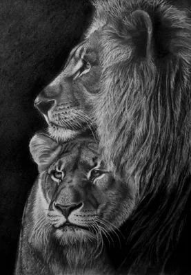 Сила в нас | Animals beautiful, Lion love, Lion photography