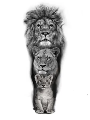 Картина на холсте с изображением Льва и его львицы | AliExpress