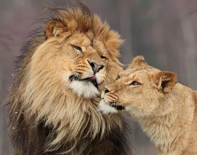 Лев и львица арт - 35 фото