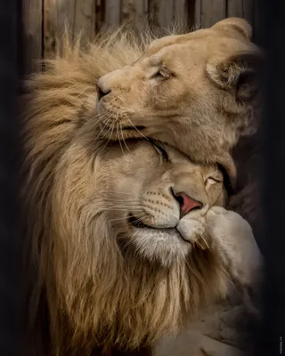 Лев и львица - 61 фото