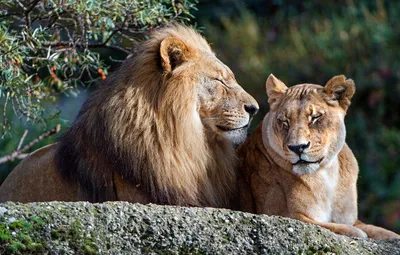 Лев и львица (62 фото)
