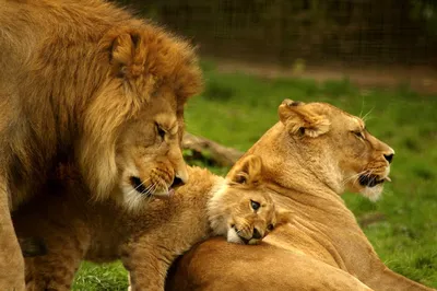 Лев и львица любовь - 58 фото: смотреть онлайн