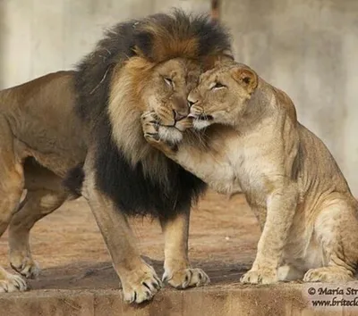 Льва и львицы любовь - картинки и фото 