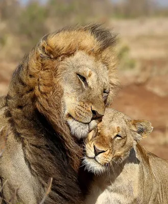 Лев и львица обнимаются - фото и картинки 