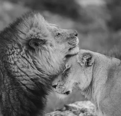 Картинки львов и львиц - 72 фото