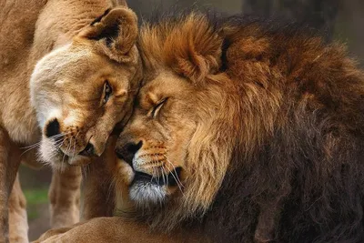 Картинки по запросу лев и львица любовь | Lion love, Animals, Lion couple