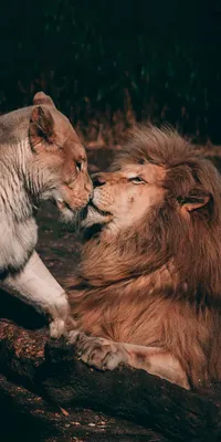 Минутка романтики лев и львица - фото и картинки 
