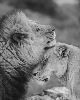 Небольшая подборка фотографий семейной пары - львицы Jawa и белого льва  Haldir-а. / любовь :: Душевно :: продолжение в комментах :: белый лев ::  отношения :: семья :: живность :: львы /