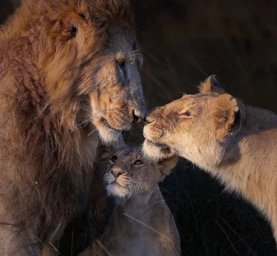 Лев и львица картинки