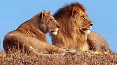 Лев и львица любовь - 58 фото: смотреть онлайн